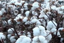 冀棉30棉花栽培技術(shù)要點(diǎn)，播種期在4月15日至5月1日