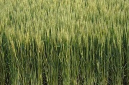 華齊麥5號小麥栽培技術要點，適播期畝基本苗15-20萬