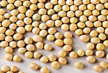 佳豆45大豆栽培技術要點，低肥力地塊4萬株
