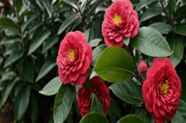 山茶花喜陰還是喜陽(yáng)，十分適合擺放在室內(nèi)里養(yǎng)
