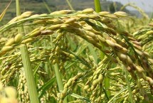 臻香優(yōu)野珍水稻栽培技術(shù)要點，全生育期125.9天