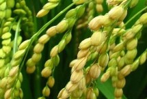 荃9優(yōu)106水稻栽培技術要點，每畝5萬穴