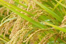 乾兩優(yōu)馥香占水稻栽培技術(shù)要點，中稻4月中旬至5月中旬播種