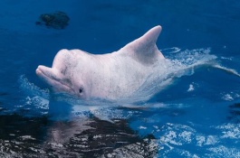水生哺乳動物的種類，包括虎鯨、海豚、白鰭豚等品種