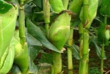 泛玉606玉米栽培技術(shù)要點，中抗穗腐病