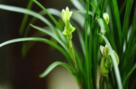 蘭花有什么寓意，具有中國(guó)蘭、幽蘭、蘭華等別名