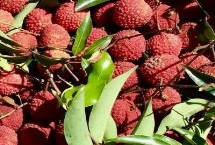 荔枝還有哪些優(yōu)質(zhì)品種，是一種遲熟荔枝品種