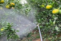 怎么使用微量元素水溶肥，分為土壤施肥、種子處理、根外追肥