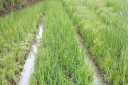 臨稻23號水稻栽培技術(shù)要點(diǎn)，屬中晚熟品種