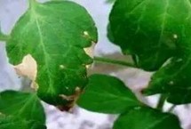 黑科94大豆栽培技術(shù)要點(diǎn)，該品種為亞有限結(jié)莢習(xí)性