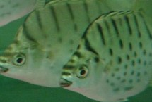 銀鼓魚好養(yǎng)嗎，飼養(yǎng)難度較大