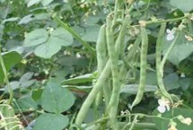 蕓豆苗期怎么管理，結(jié)莢鼓粒時(shí)噴肥效果更佳