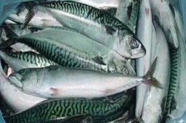 青花魚是不是海魚，二者是不同的兩種魚