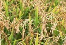 綏粳116水稻栽培技術要點，普通粳稻品種