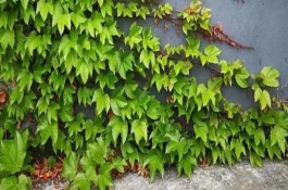 爬山虎和爬墻虎的區(qū)別，葉片、花型和花期均不同