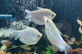 曼龍魚能和什么混養(yǎng)，能和月光魚、紅箭魚等混養(yǎng)