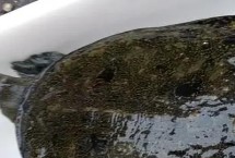 甲魚喂養(yǎng)需要多少水，魚缸里面用小石子鋪成斜坡并倒入沙子