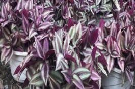 吊竹梅葉子發(fā)蔫怎么辦，可能是白粉虱和蚜蟲