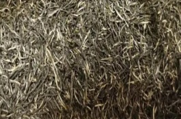 古丈毛尖的產(chǎn)地，產(chǎn)自湖南省武陵區(qū)古丈縣