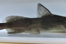 江團(tuán)作釣餌料選用，是底棲性魚(yú)類