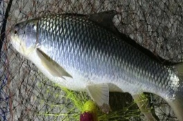鯪魚簡介，屬于雜食性動物、魚苗以浮游動物為食