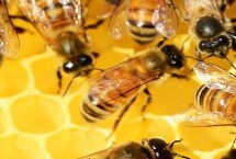 什么是土蜂蜜，價格太低的蜂蜜不能買