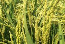 華兩優(yōu)2885水稻栽培技術(shù)要點(diǎn)，鄂北4月中下旬播種