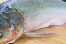 花鰱魚和白鰱魚的區(qū)別，肉質(zhì)差且魚刺很多