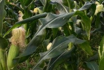 齊單838玉米栽培技術(shù)要點，適宜密度為每畝4500株左右