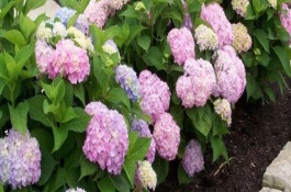繡球什么時(shí)候開花，常見的有無盡夏、佳澄等