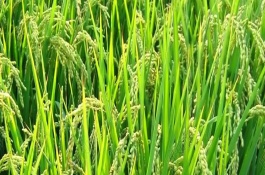 東粳69水稻栽培技術(shù)要點(diǎn)，穗瘟表現(xiàn)中抗