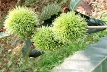 板栗什么季節(jié)成熟，土壤不適合或者缺水都會導(dǎo)致