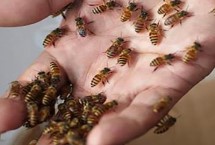 蜜蜂蜇人后為什么會(huì)死，不會(huì)自行消失需及時(shí)取出