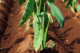 芋頭的培土過(guò)程，每年6月份開(kāi)始