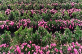 玫瑰花的栽種條件，基地在河北或者山東等地