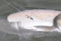 浮釣鰱鳙浮漂吃鉛量多少克最佳，此時鰱鳙的活性不高、因此不易垂釣