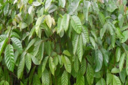 橄欖苗的價(jià)格，不同品種的價(jià)格不同