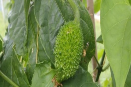 木鱉果什么時候成熟，是一種多年生藤本植物的果實