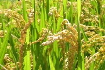 春優(yōu)87水稻栽培技術(shù)要點，每畝有效穗數(shù)14.5萬穗