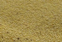 小米和普通大米的區(qū)別，把蟲子驅(qū)趕后便可食用