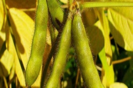 恒科綠1號(hào)大豆栽培技術(shù)要點(diǎn)，小粒綠大豆品種