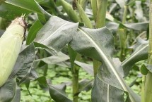 康村玉6號玉米栽培技術要點，高抗大斑病