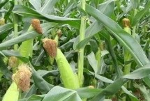 華西948玉米栽培技術(shù)要點(diǎn)，及時(shí)防治玉米螟