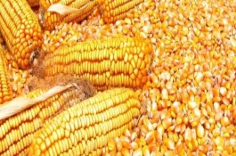 金華13號玉米栽培技術(shù)要點，秋植全生育期74~80天