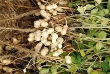 哪些水果在秋季成熟，包括花生、玉米、西紅柿等品種