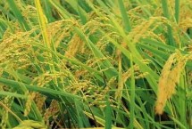 紅糖做生根肥配方，正確施用會(huì)顯著增產(chǎn)