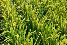 晶泰優(yōu)莉香水稻栽培技術(shù)要點，秧田畝播種量10.0千克