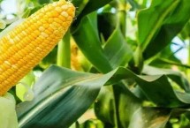 米多11玉米栽培技術(shù)要點，4月下旬5月上旬播種