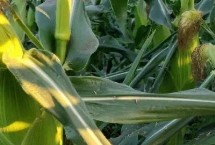 先玉1709玉米栽培技術(shù)要點，種植密度6000株/畝左右