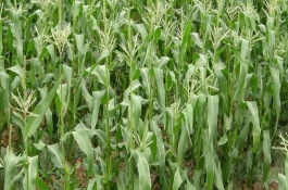 龍生19號玉米栽培技術(shù)要點(diǎn)，適宜播期4月下旬至5月上旬